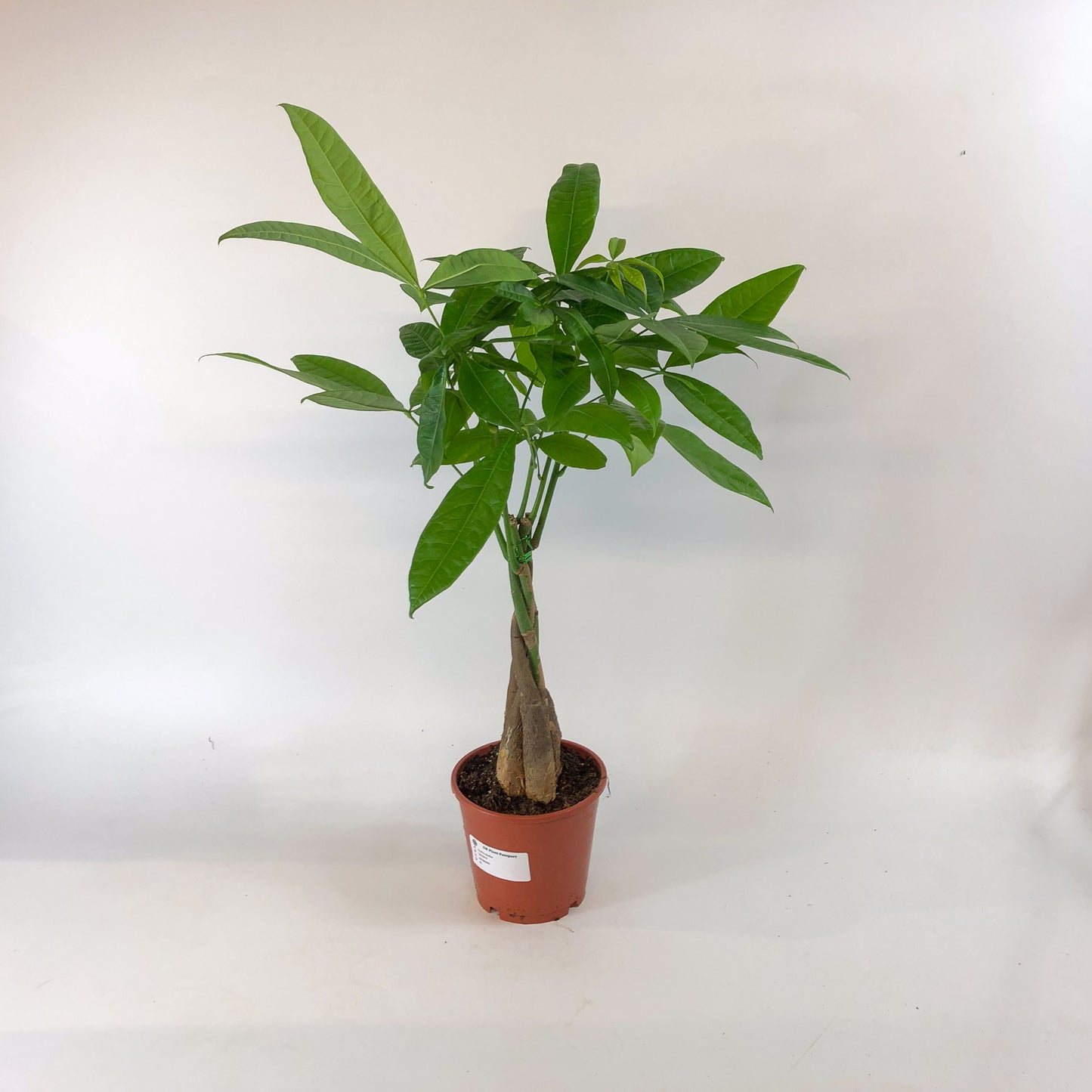 Pachira aquatica 14cm H65cm