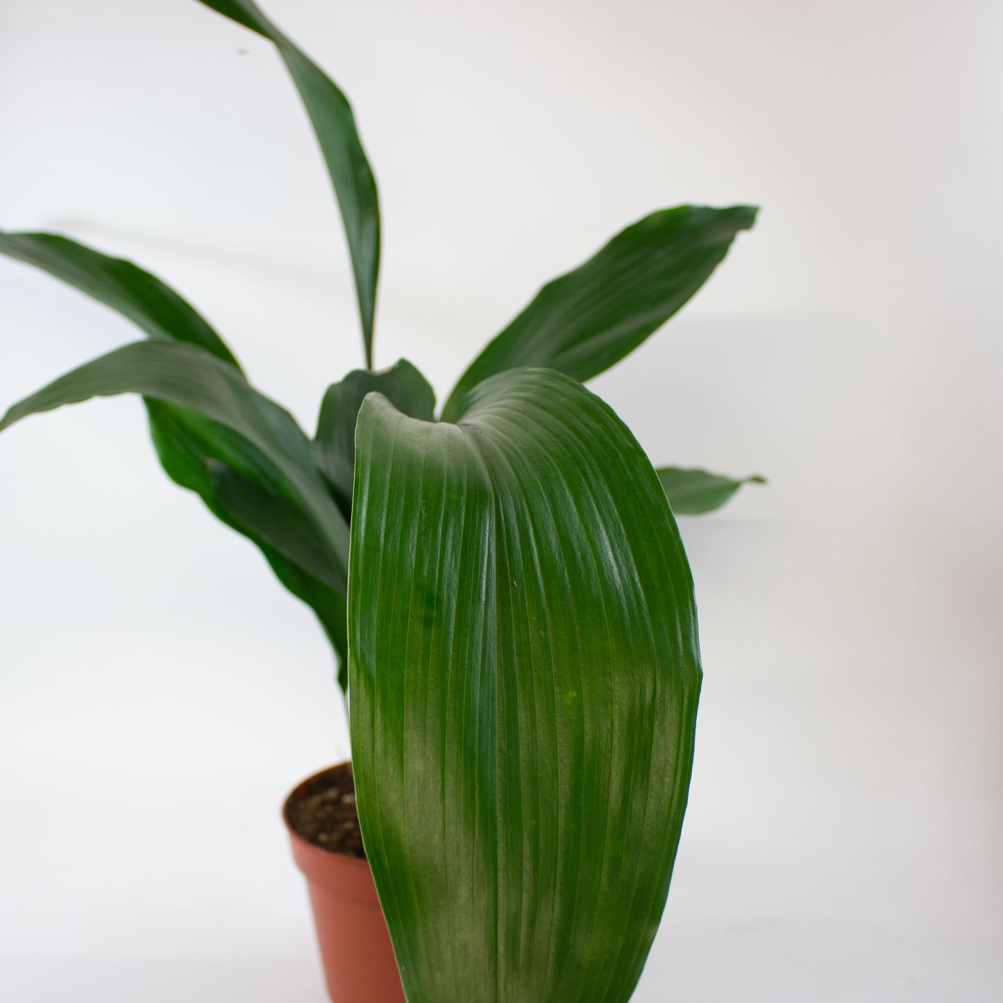 Aspidistra elatior 5