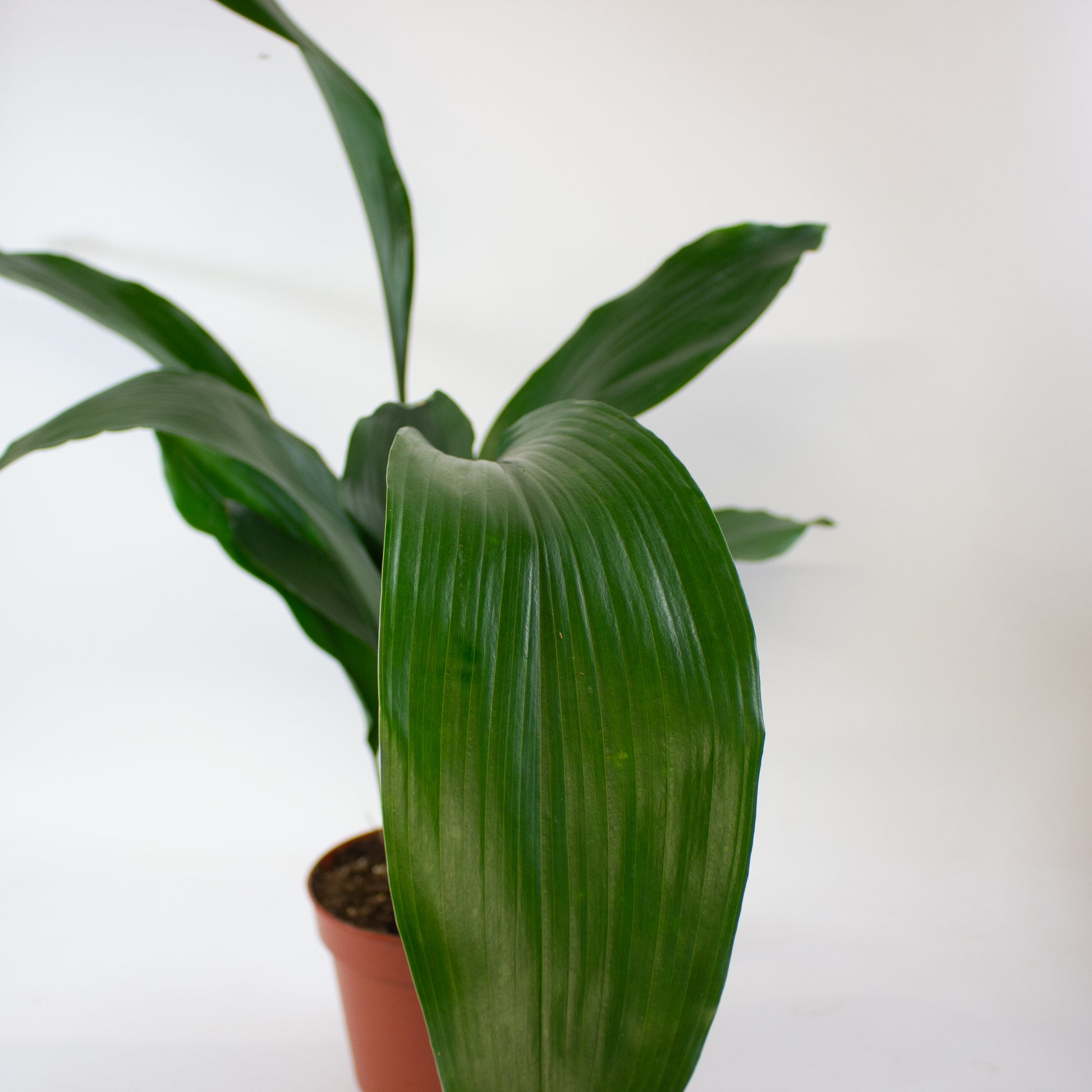 Aspidistra elatior 5