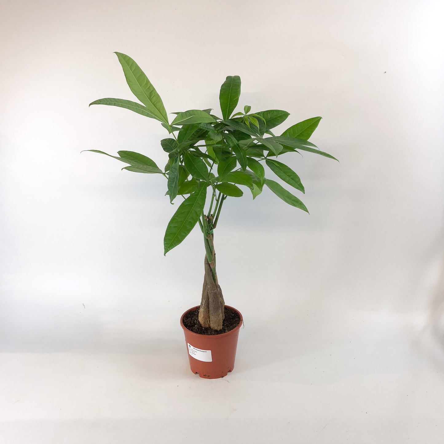 Pachira aquatica 14cm H65cm