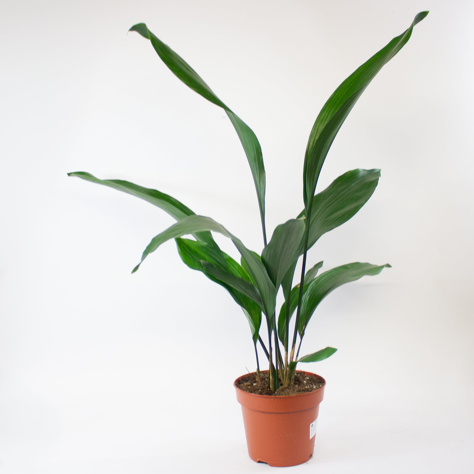 Aspidistra elatior 2