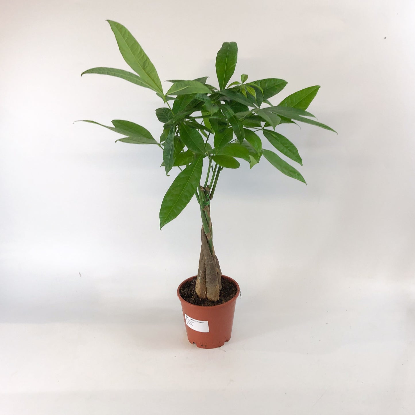 Pachira aquatica 14cm H65cm