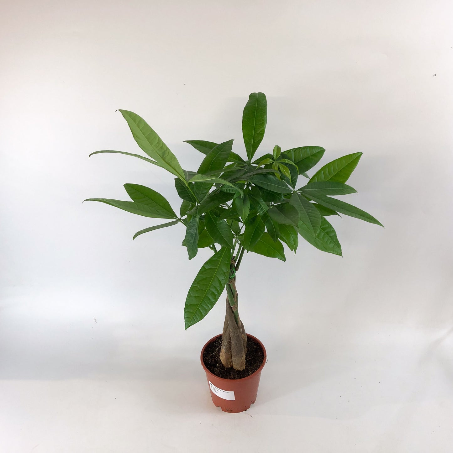 Pachira aquatica 14cm H65cm