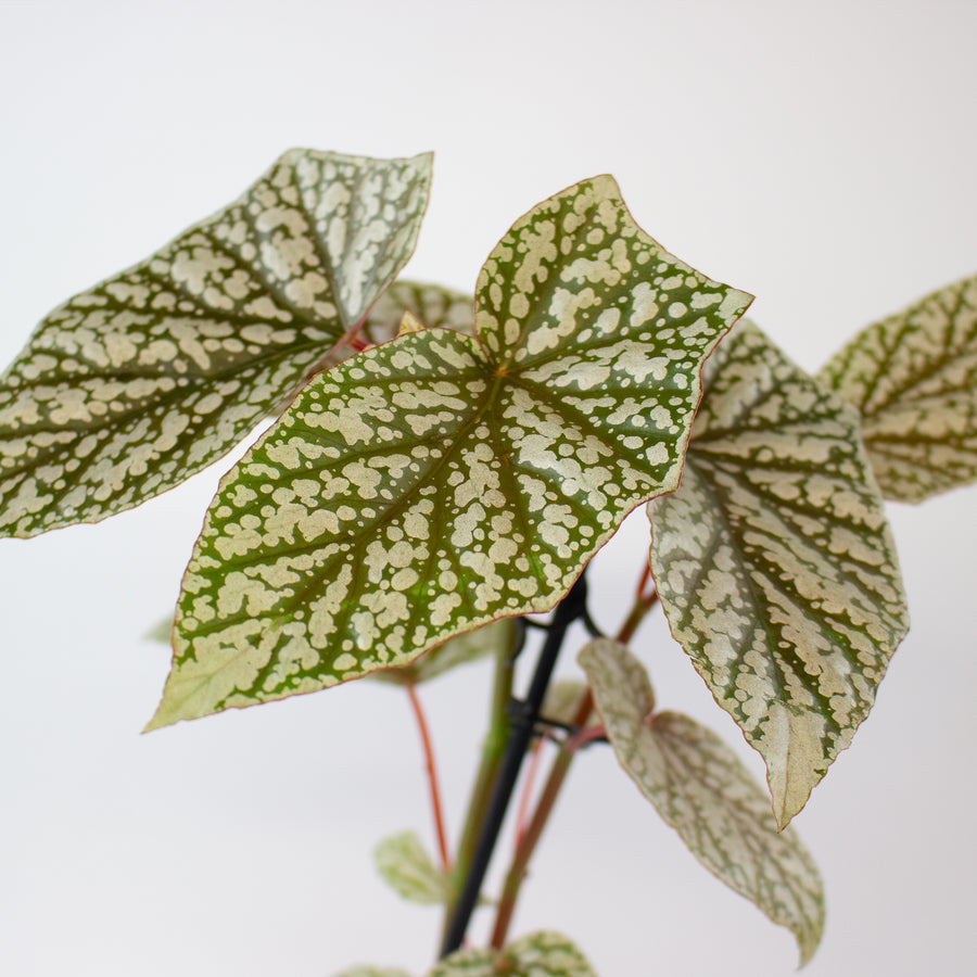 Begonia 'Snowcap'