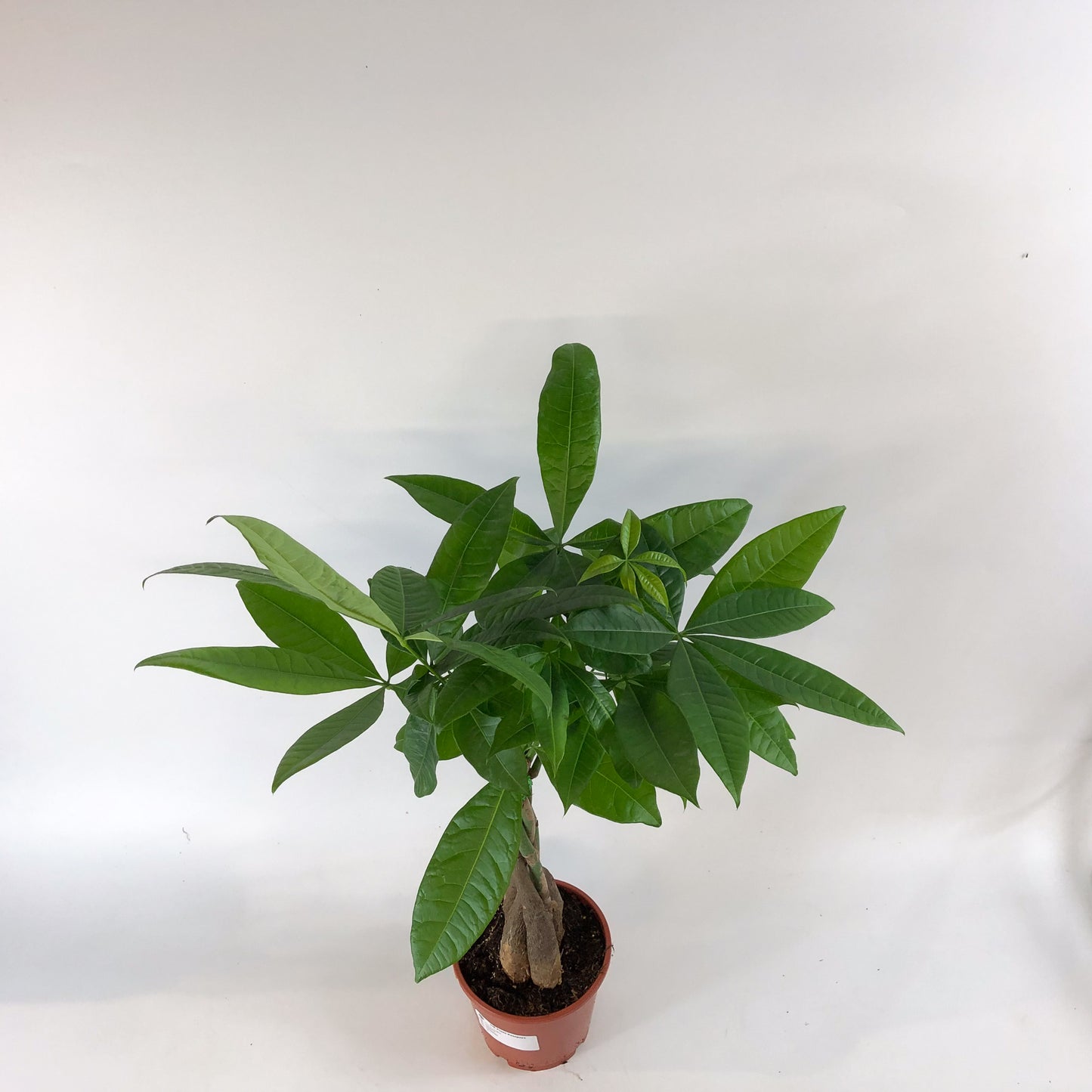 Pachira aquatica 14cm H65cm