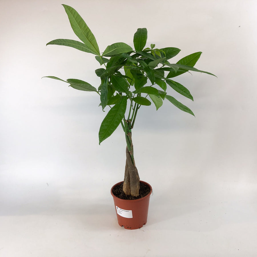 Pachira aquatica