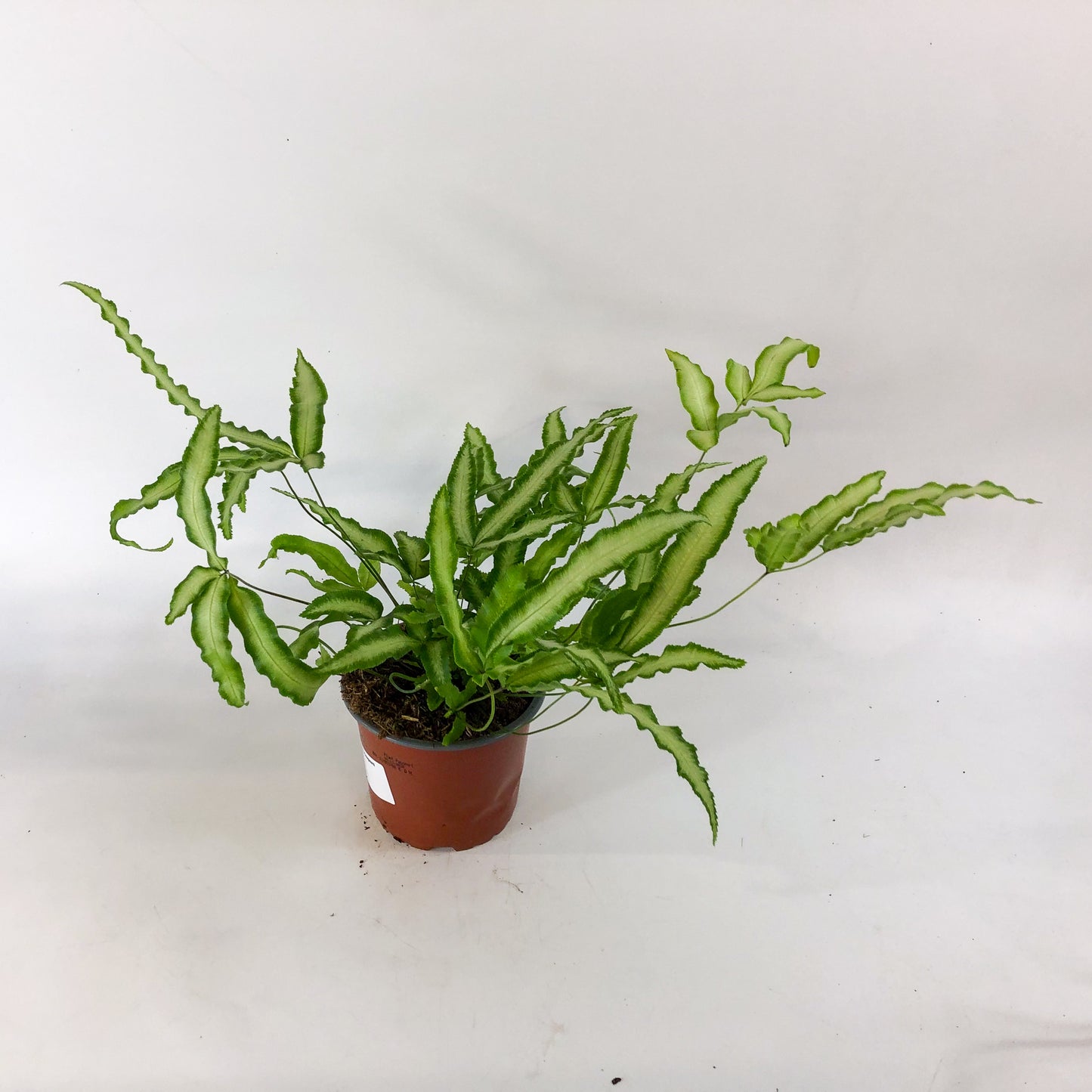 Pteris Albolineata 12cm H35cm