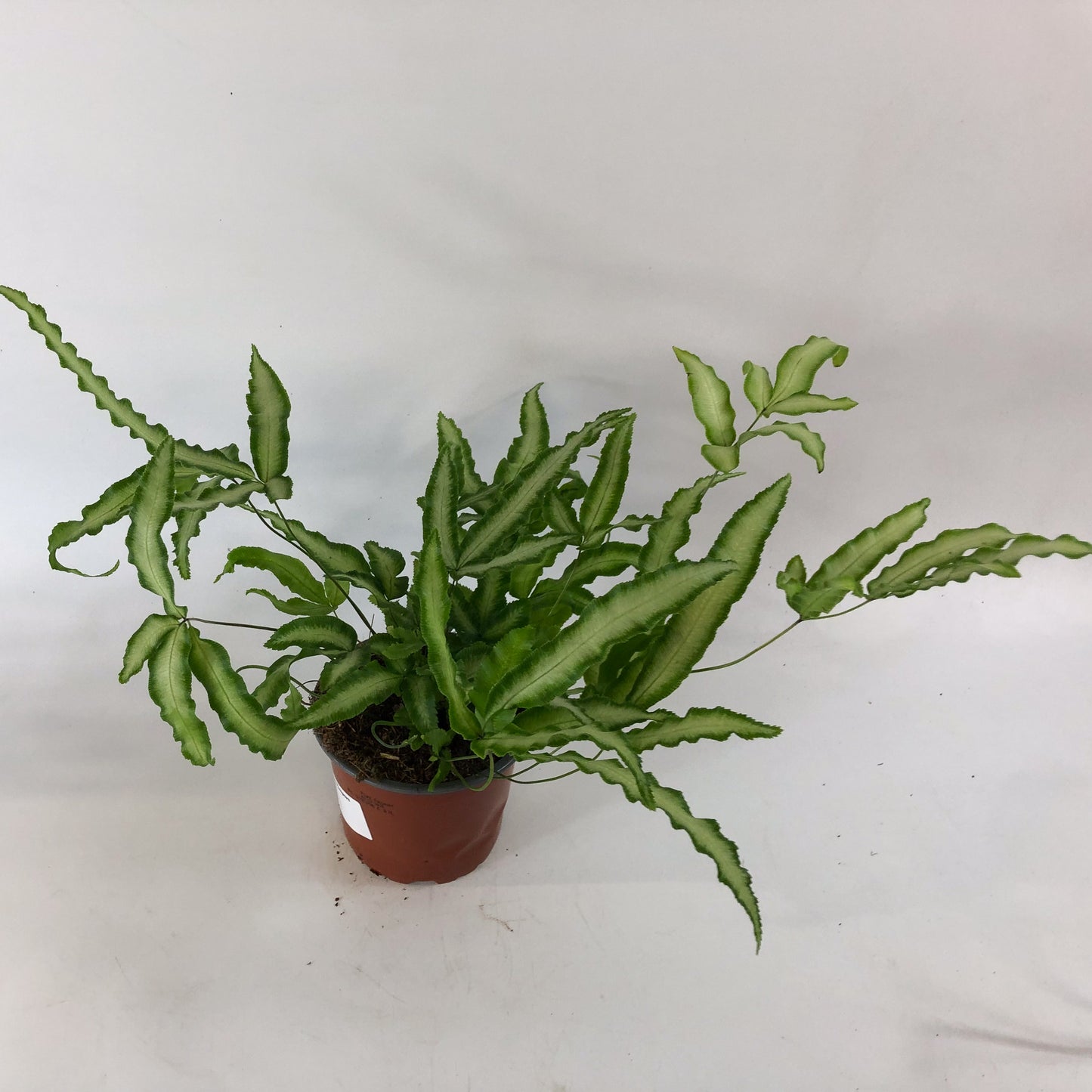 Pteris Albolineata 12cm H35cm
