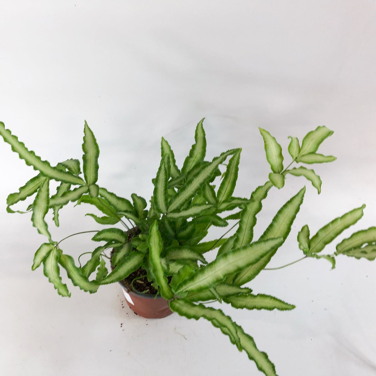 Pteris Albolineata 12cm H35cm