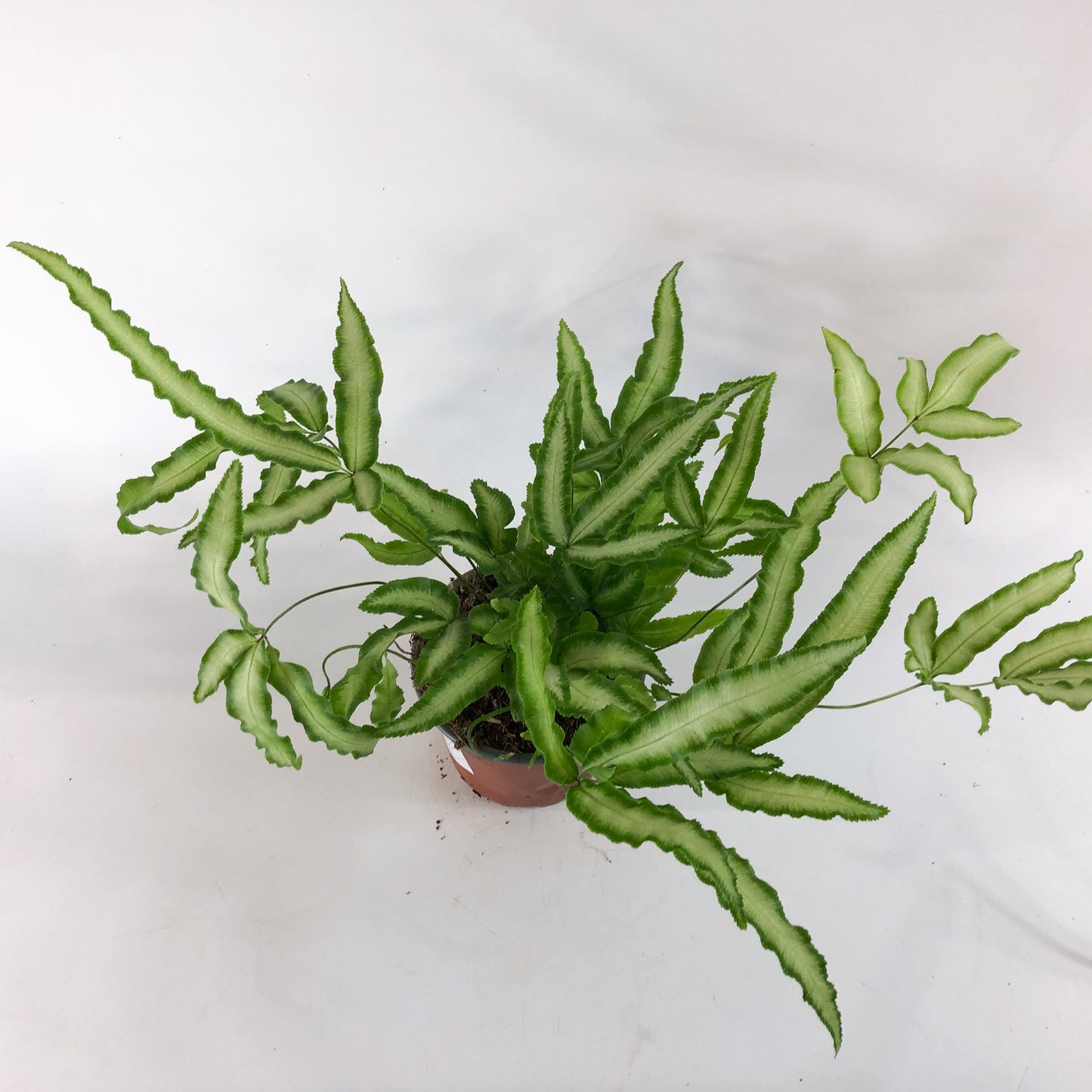 Pteris Albolineata 12cm H35cm