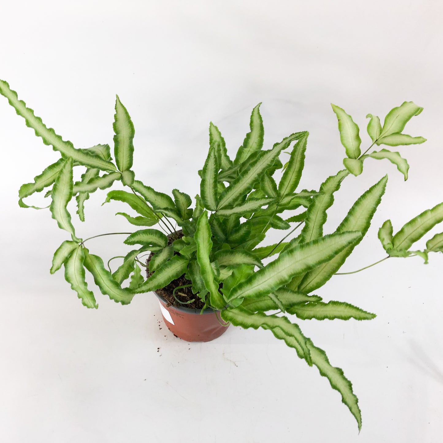 Pteris Albolineata 12cm H35cm