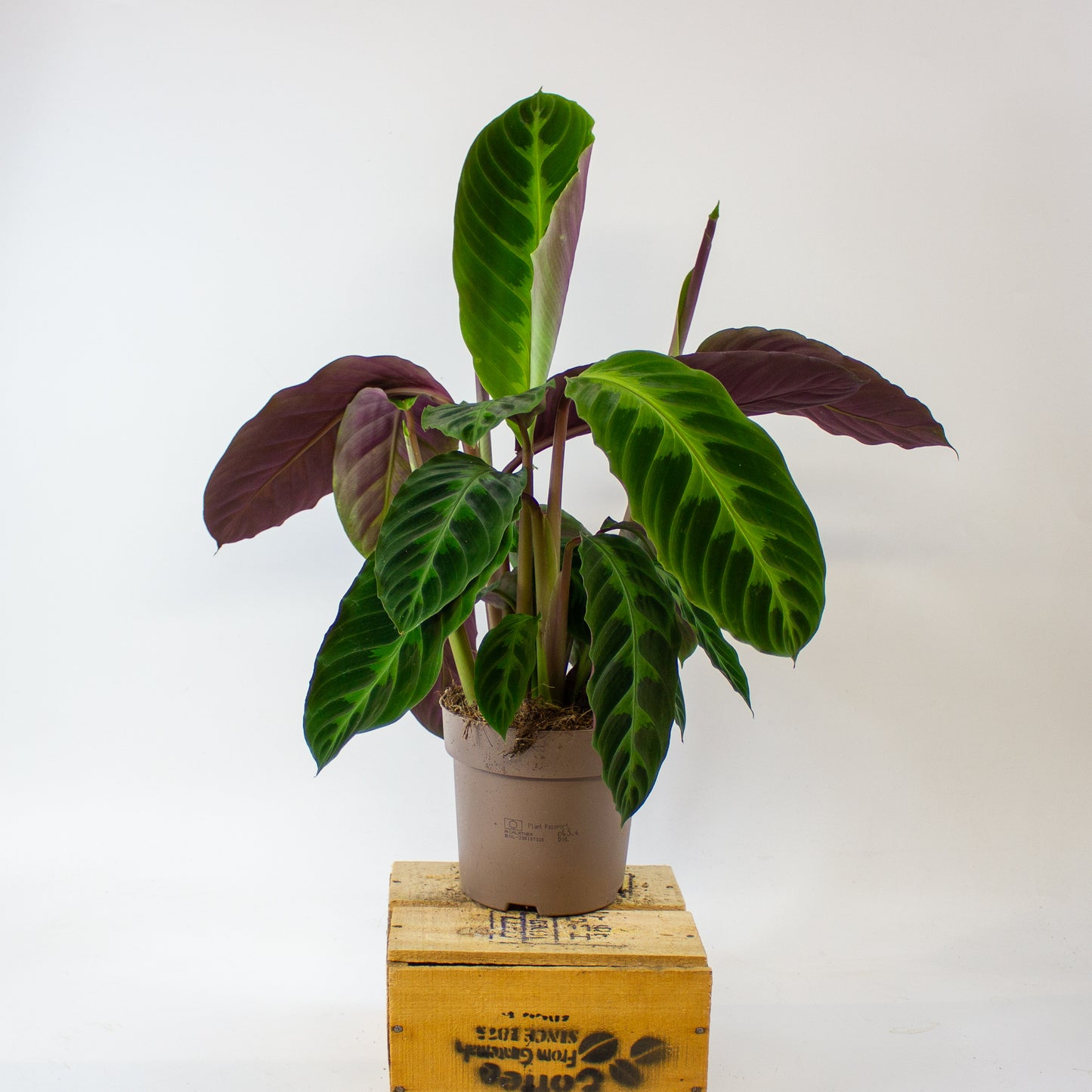 Calathea warscewiczii 14cm H50cm