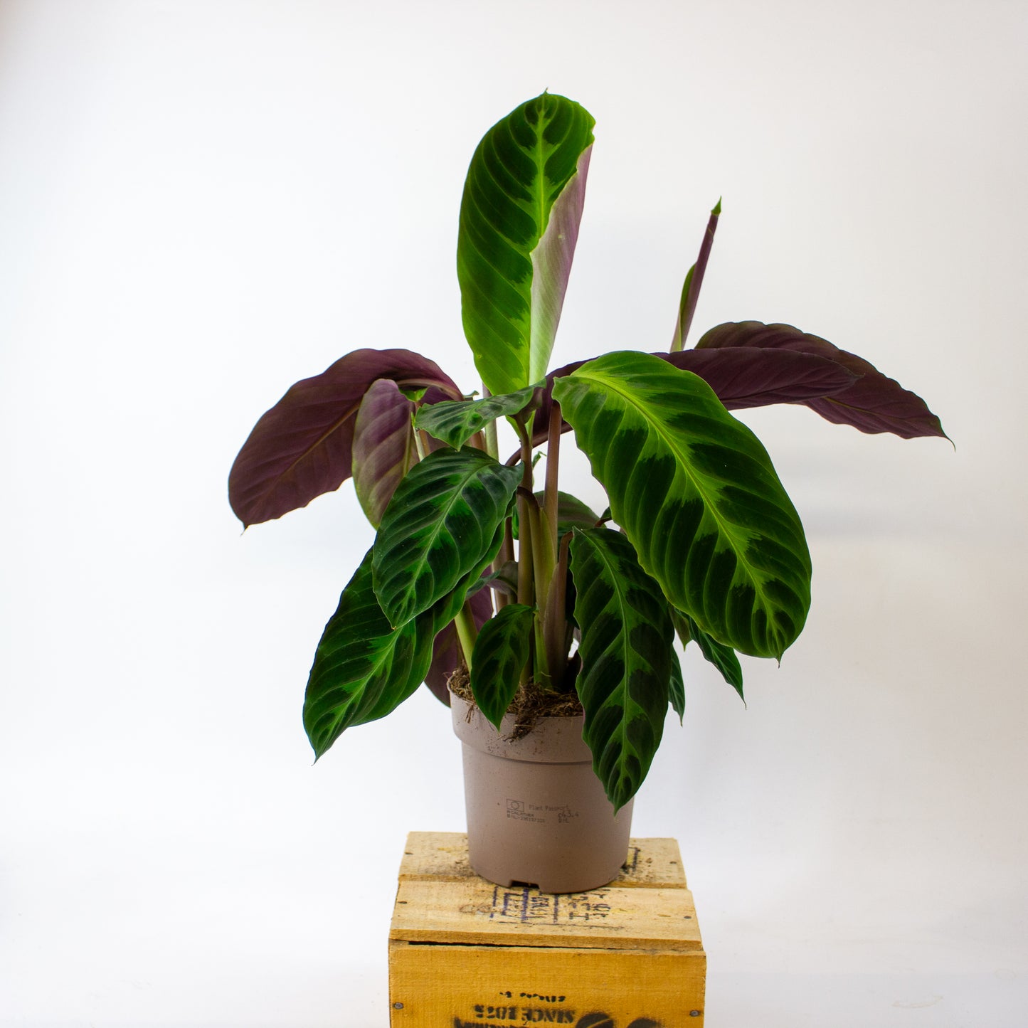 Calathea warscewiczii 14cm H50cm