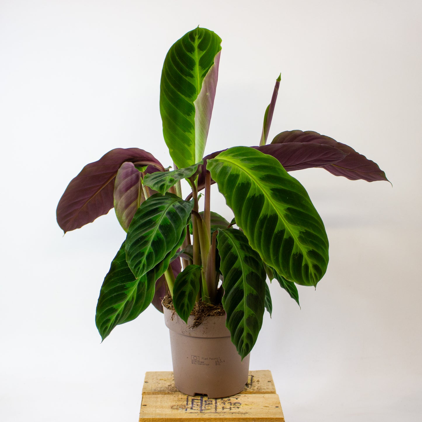 Calathea warscewiczii 14cm H50cm
