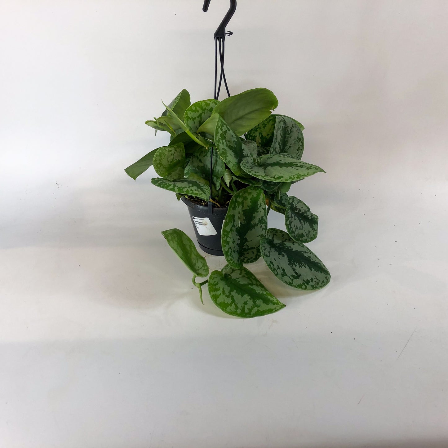 Scindapsus Trebie 14cm H45cm