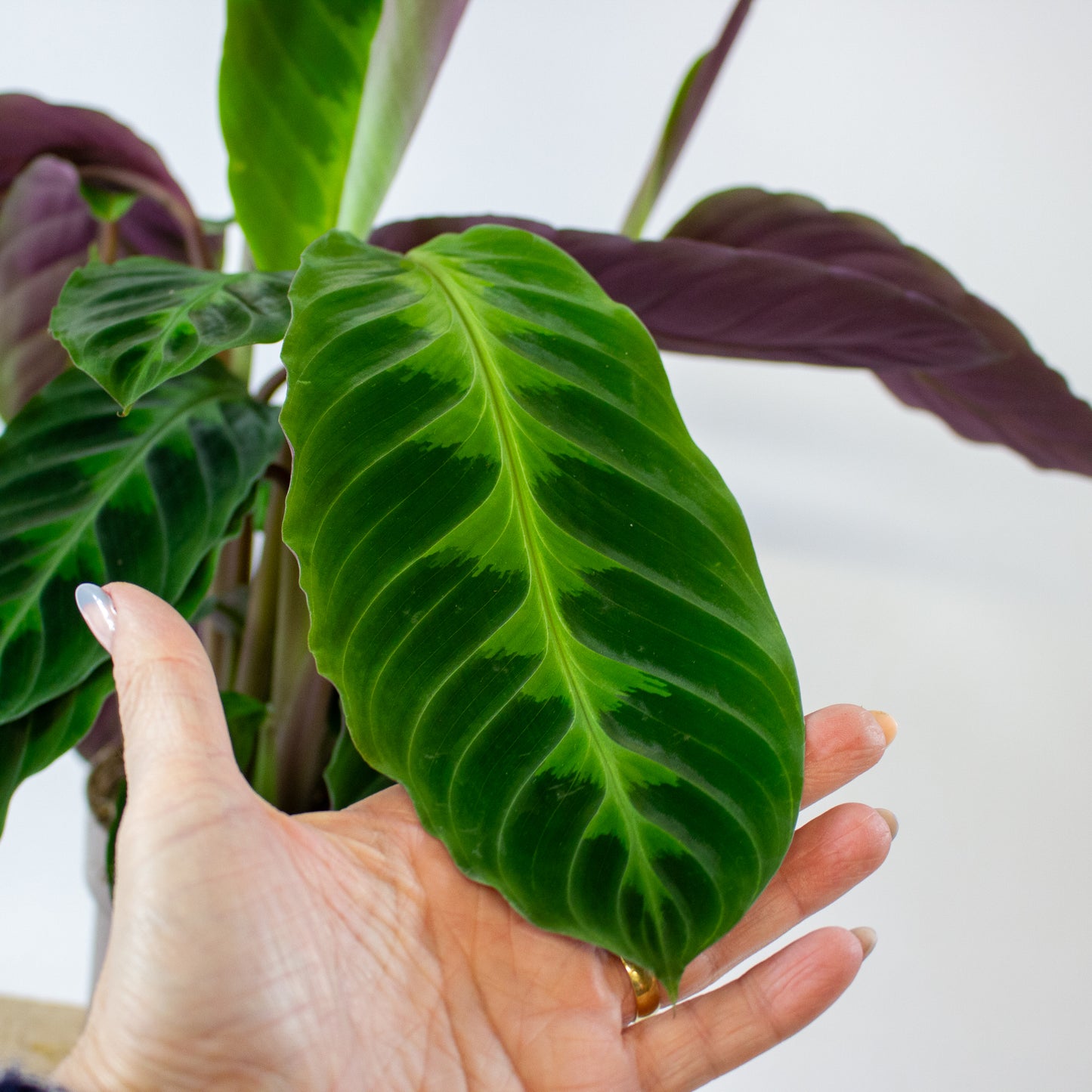 Calathea warscewiczii 14cm H50cm