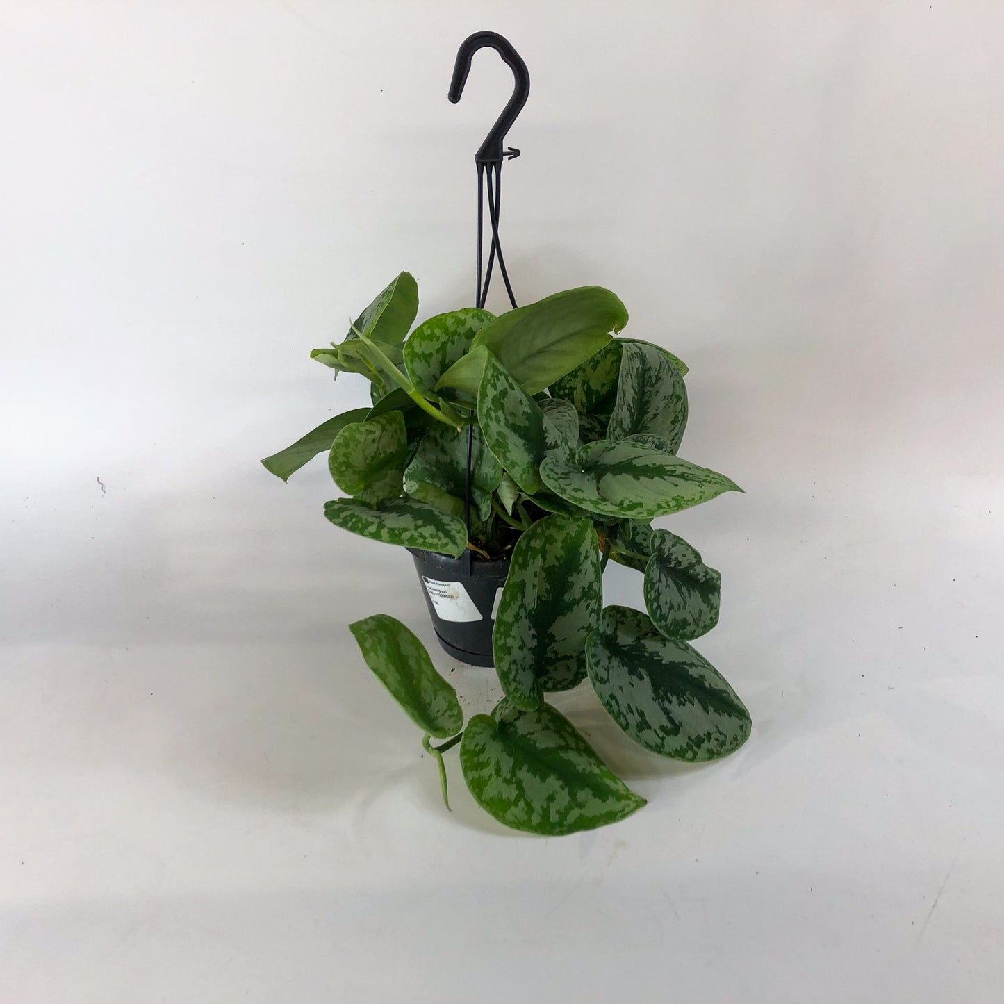 Scindapsus Trebie 14cm H45cm