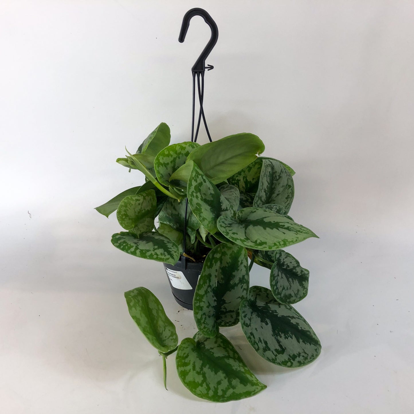 Scindapsus Trebie 14cm H45cm