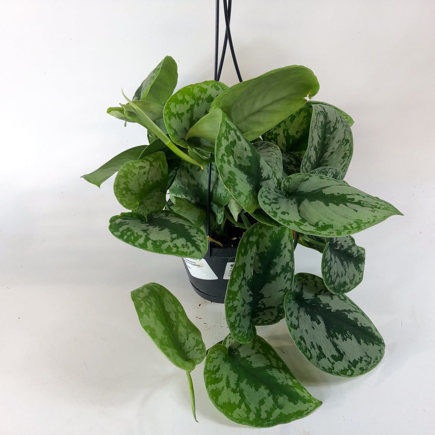 Scindapsus Trebie 14cm H45cm