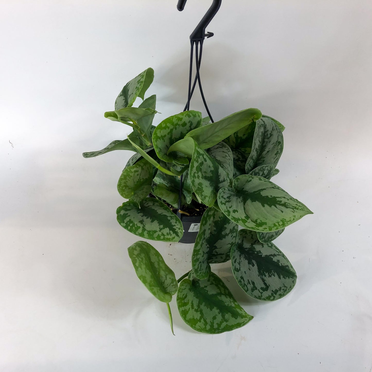 Scindapsus Trebie 14cm H45cm