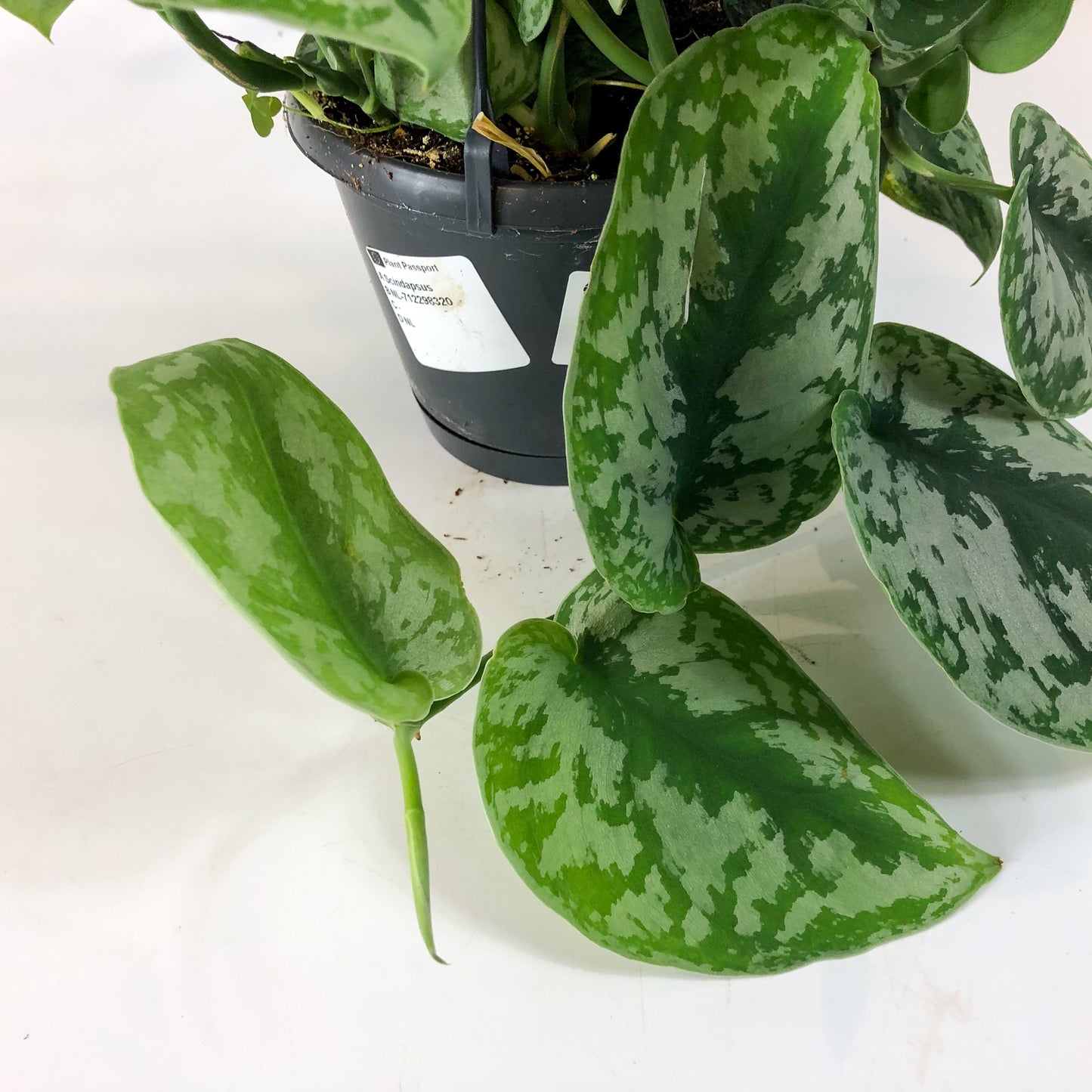 Scindapsus Trebie 14cm H45cm