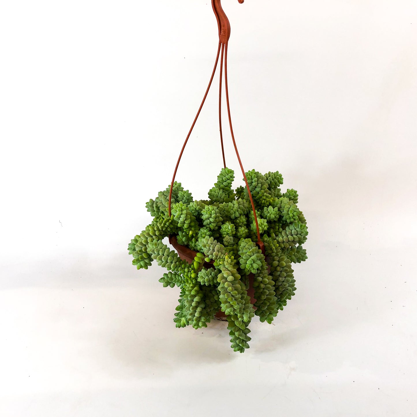 Sedum burrito 17cm H35cm