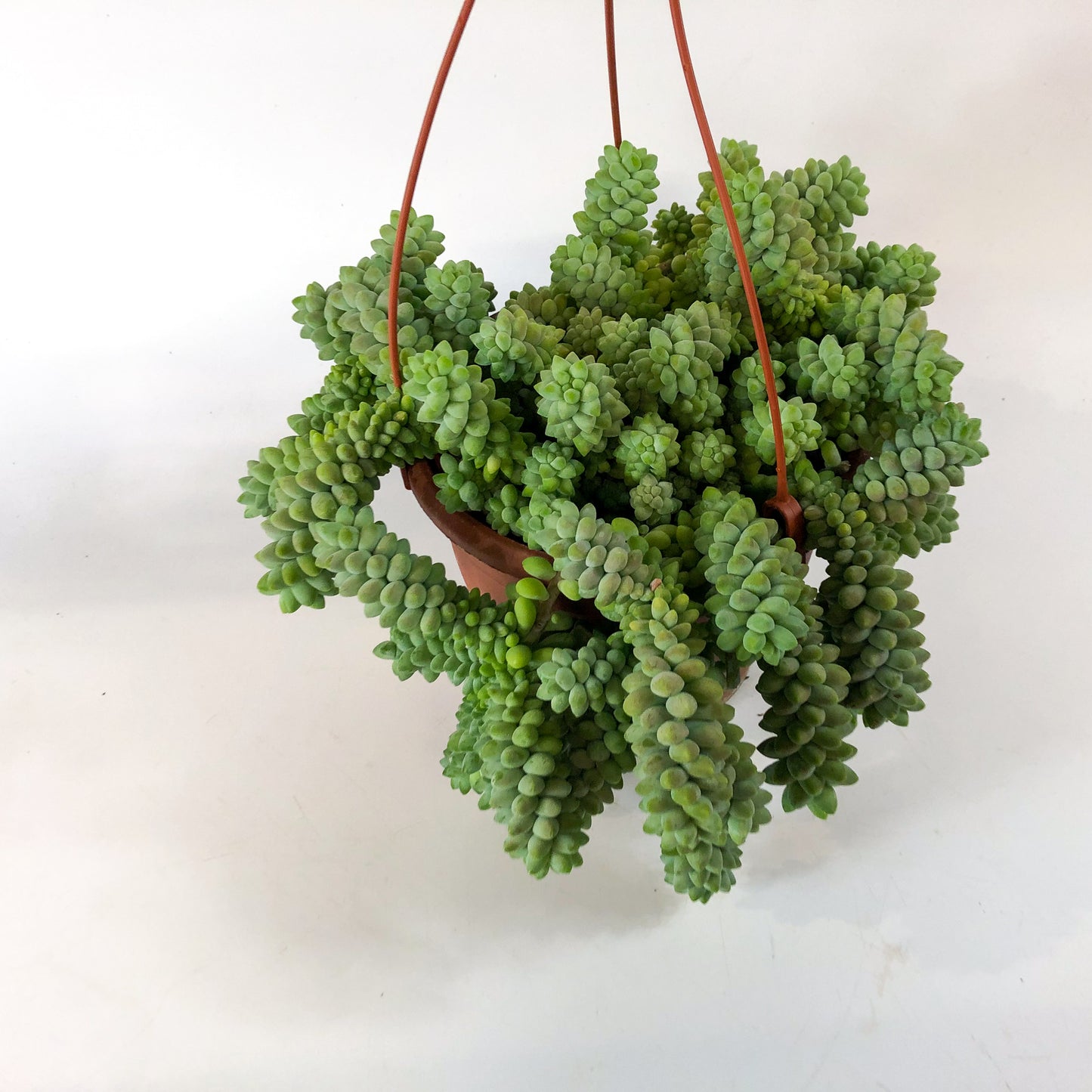 Sedum burrito 17cm H35cm