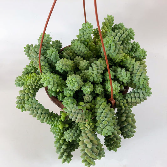 Sedum burrito 17cm H35cm