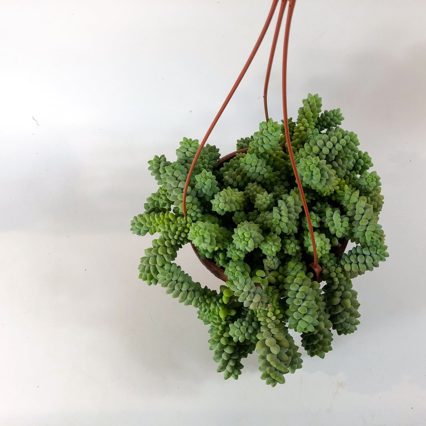 Sedum burrito 17cm H35cm