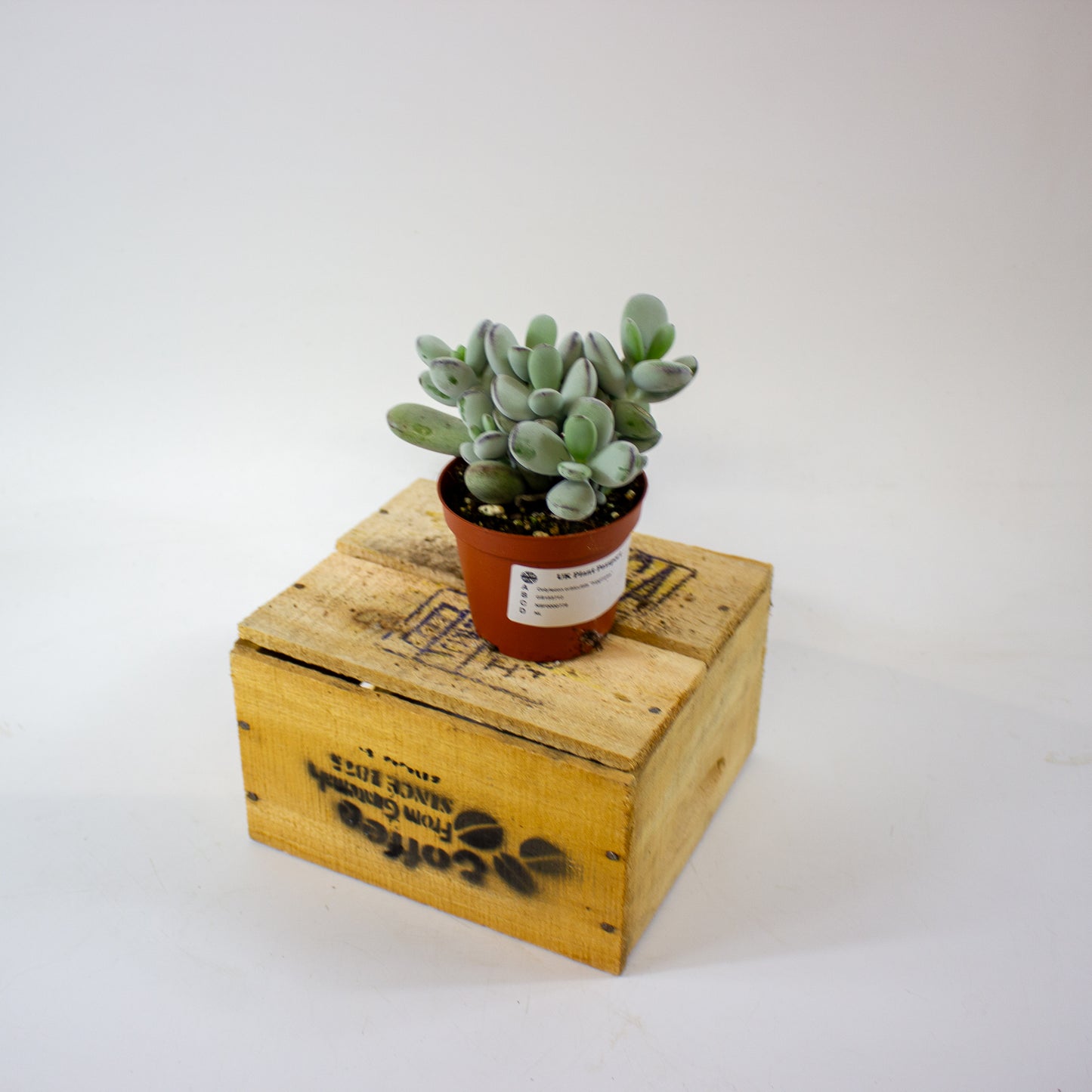 Cotyledon orbiculata "higginsiae" 8.5cm H16cm