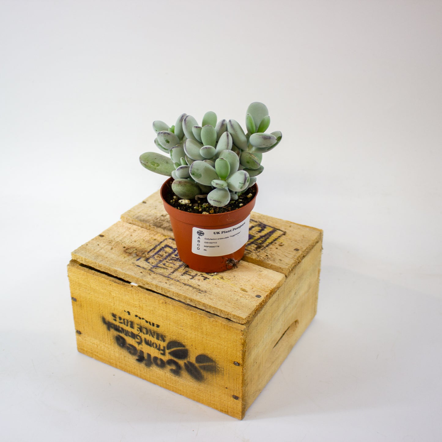 Cotyledon orbiculata "higginsiae" 8.5cm H16cm