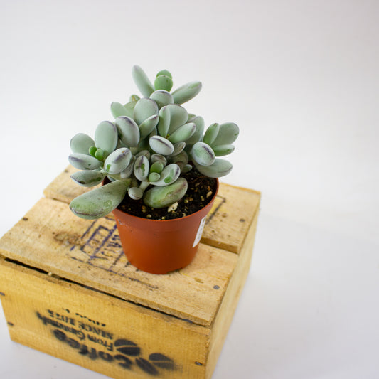 Cotyledon orbiculata "higginsiae" 8.5cm H16cm