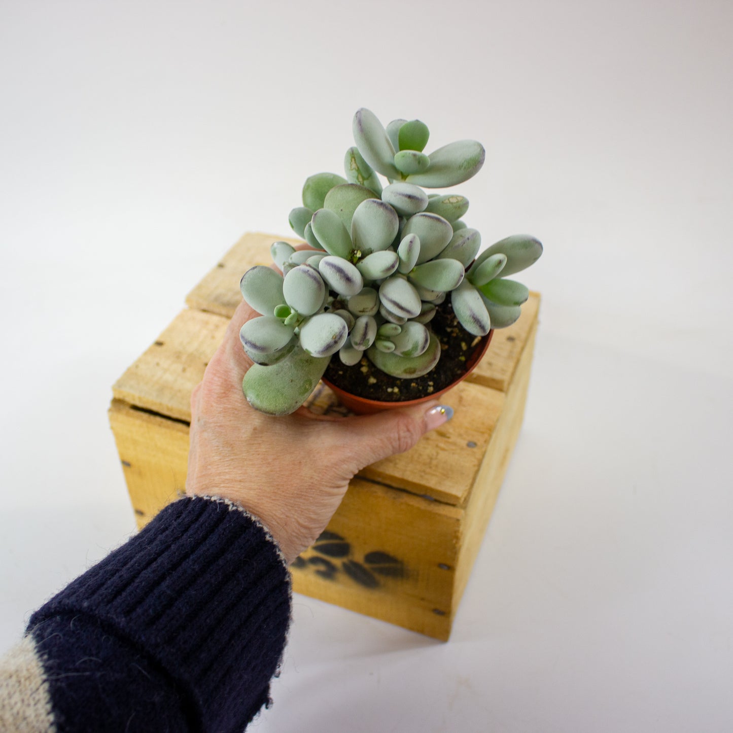 Cotyledon orbiculata "higginsiae" 8.5cm H16cm