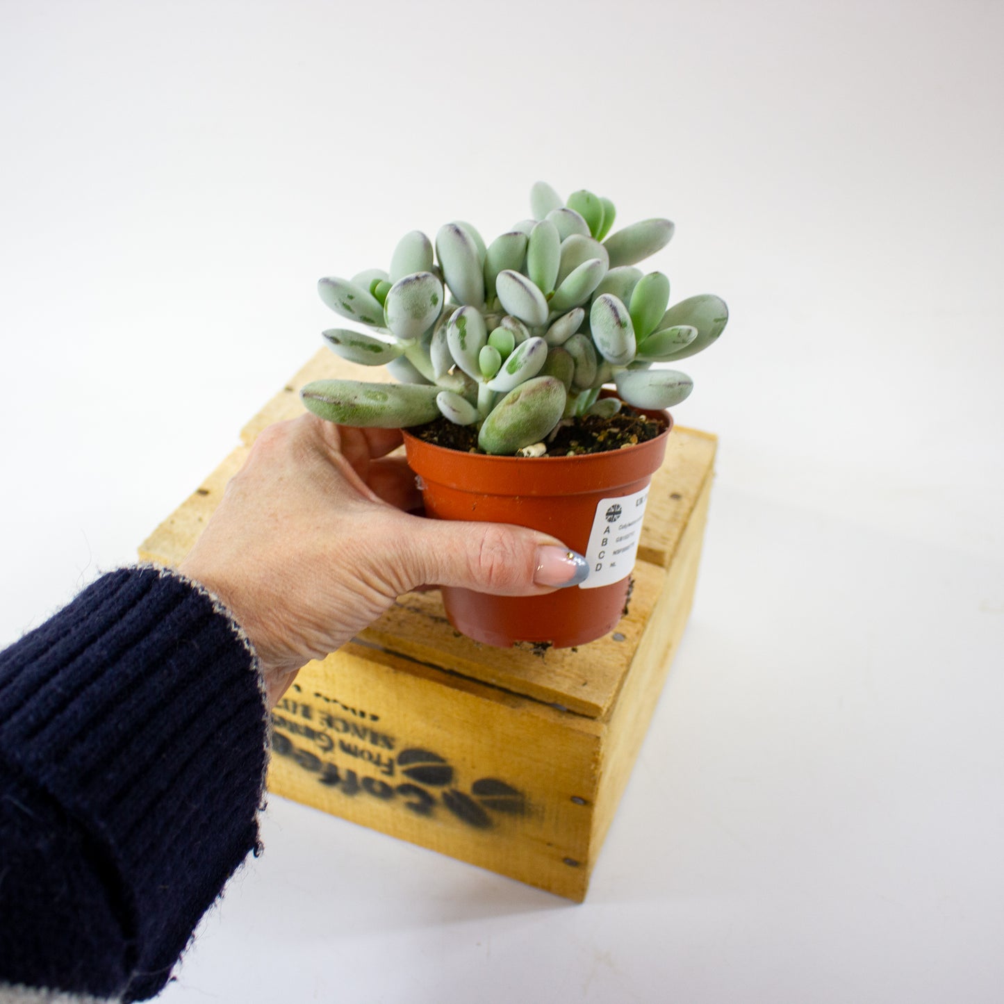 Cotyledon orbiculata "higginsiae" 8.5cm H16cm