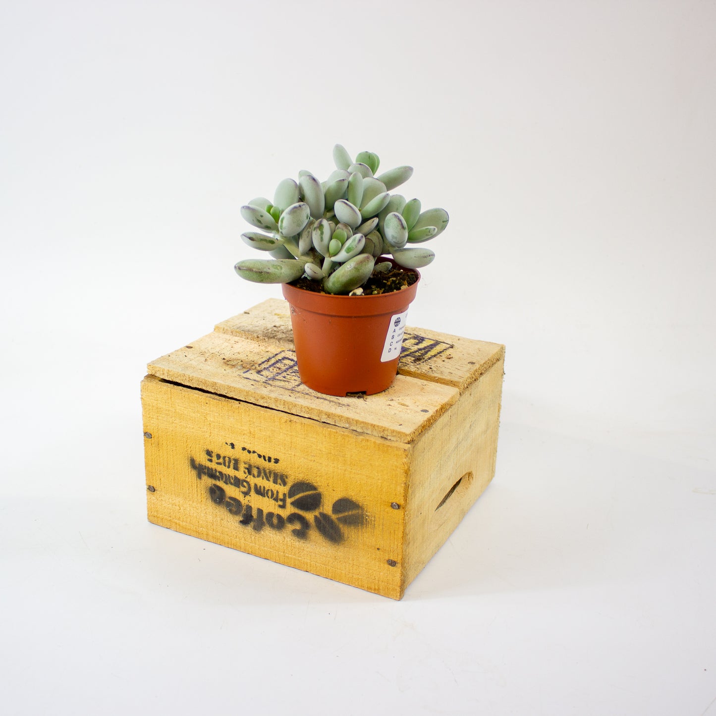 Cotyledon orbiculata "higginsiae" 8.5cm H16cm