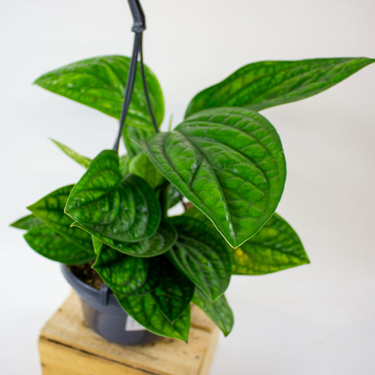 Epipremnum pinnatum Marble Planet 15cm H10cm