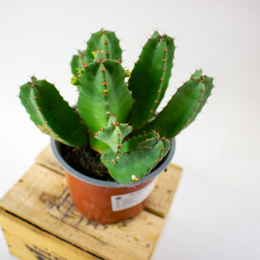 Euphorbia Resinifera 13cm H25cm