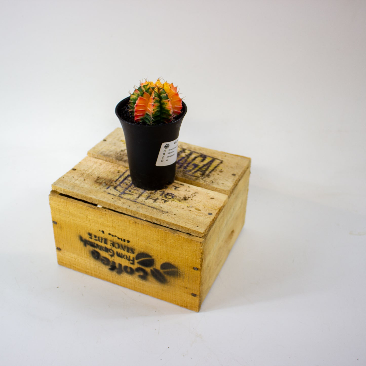 Gymno Cactus 'Variegated' EXTRA COLORED 7.5cm H13cm