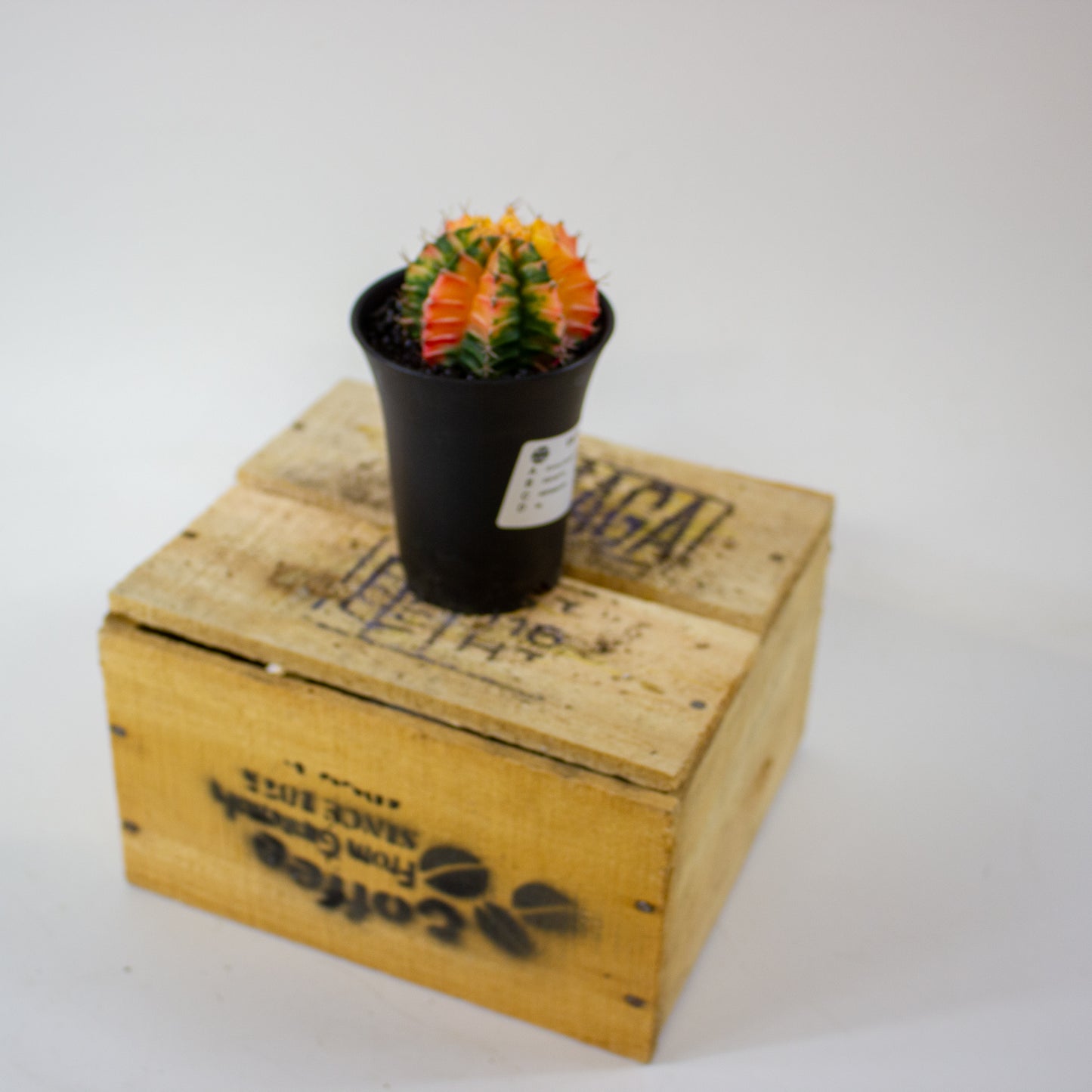 Gymno Cactus 'Variegated' EXTRA COLORED 7.5cm H13cm
