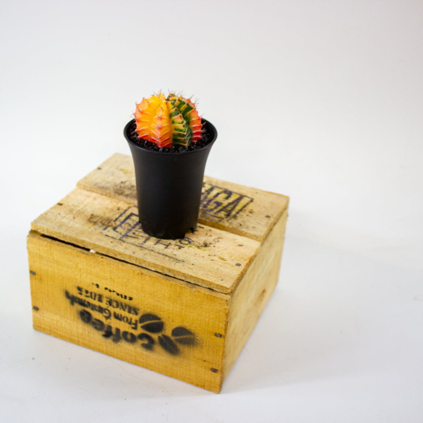 Gymno Cactus 'Variegated' EXTRA COLORED 7.5cm H13cm