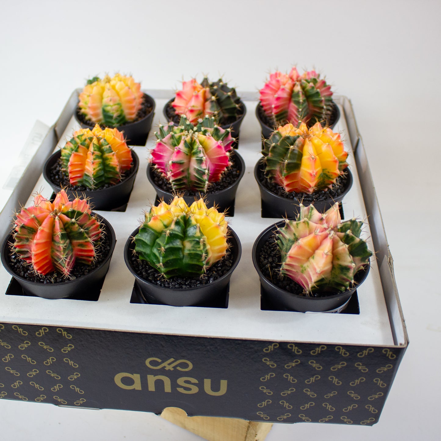 Gymno Cactus 'Variegated' EXTRA COLORED 7.5cm H13cm