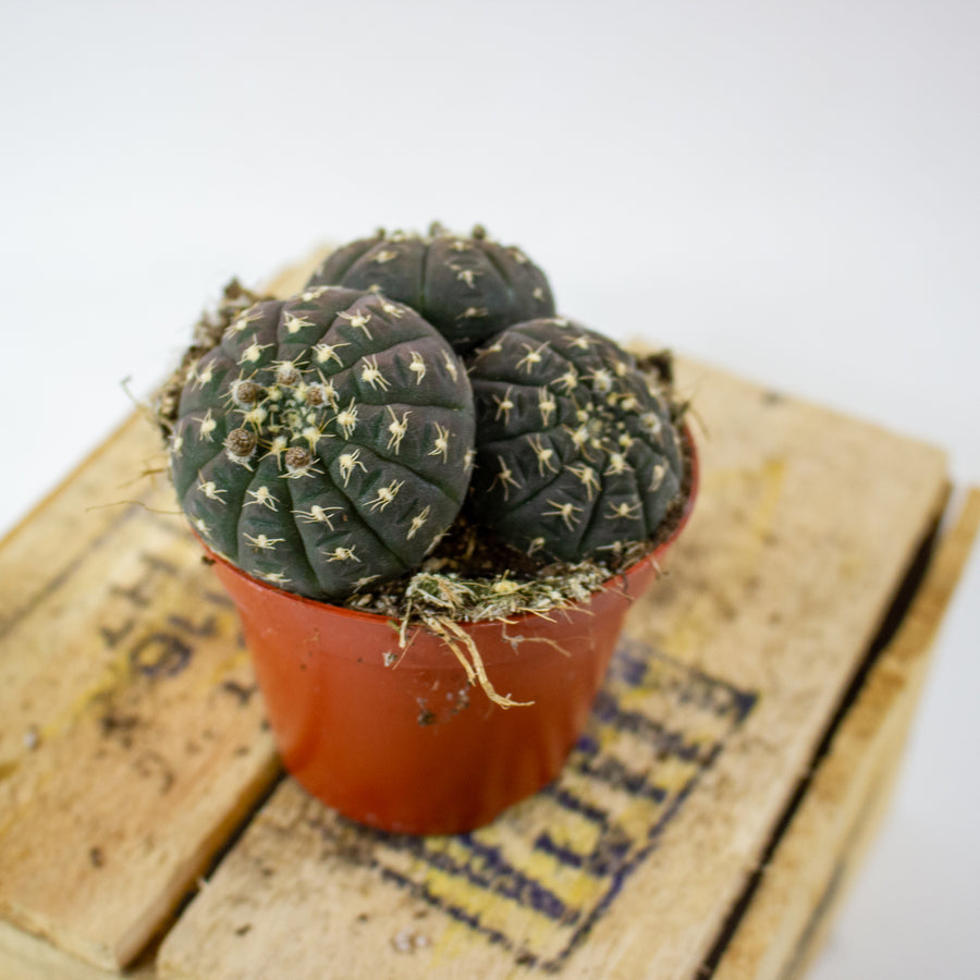 Gymnocalycium ragonesei