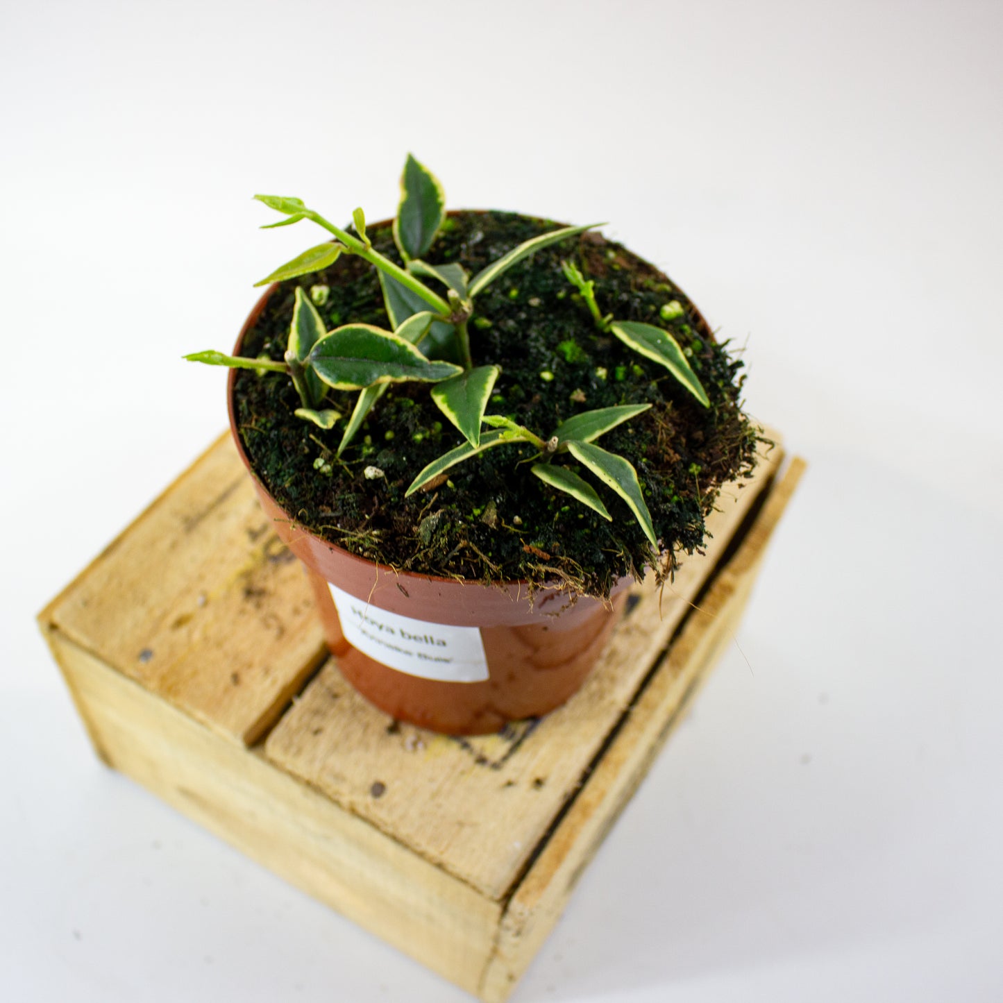 Hoya Bella Albomarginata (Anneke Buis) 12cm H15cm