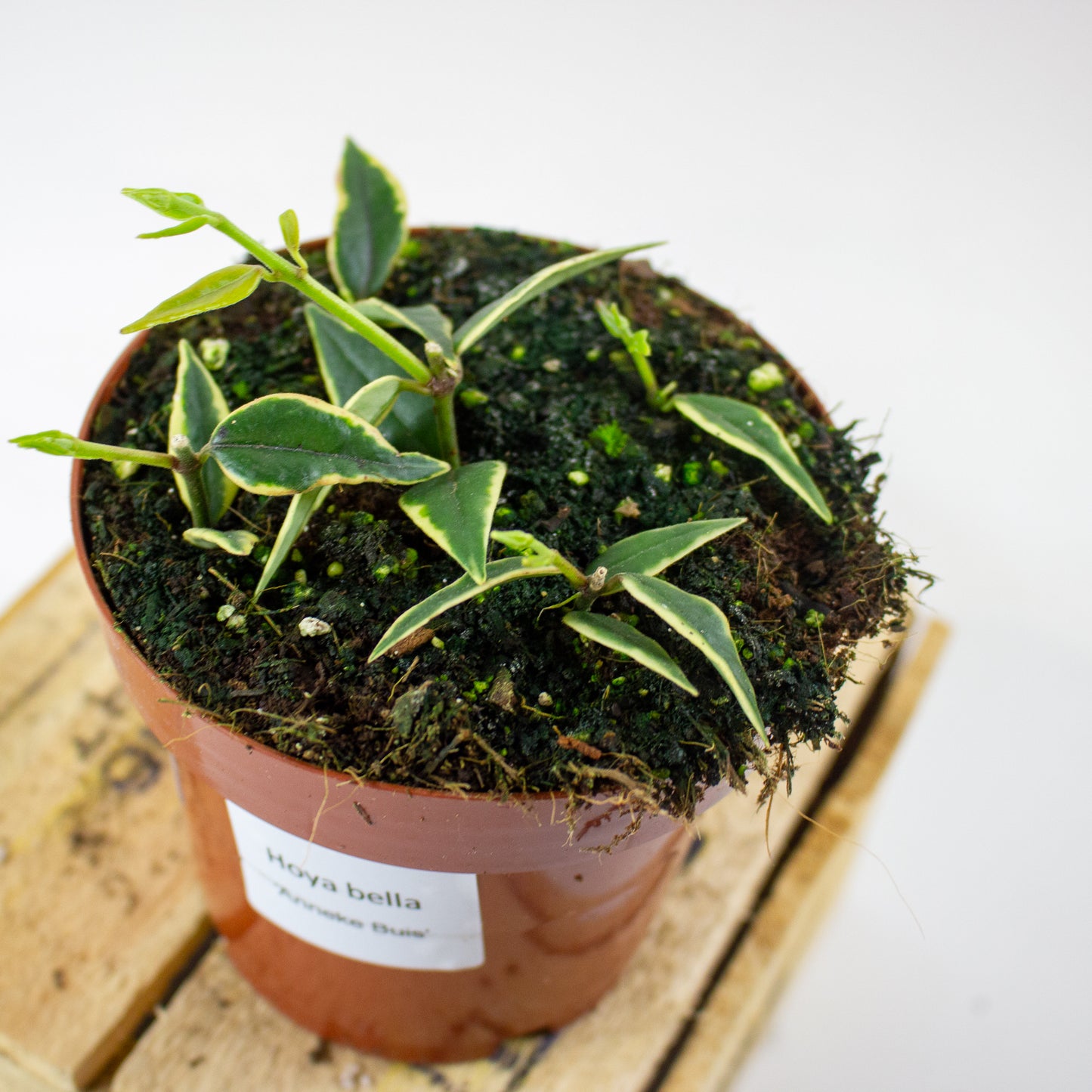 Hoya Bella Albomarginata (Anneke Buis) 12cm H15cm