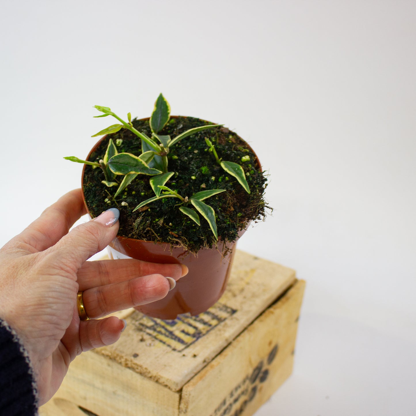 Hoya Bella Albomarginata (Anneke Buis) 12cm H15cm