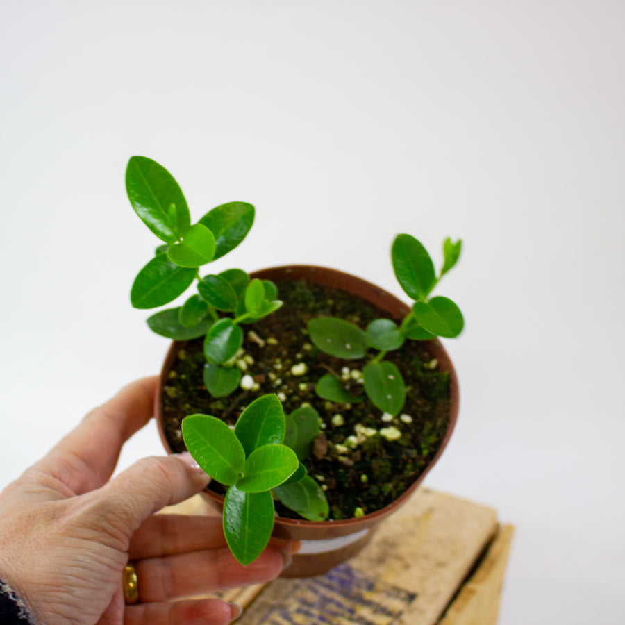 Hoya cumingiana