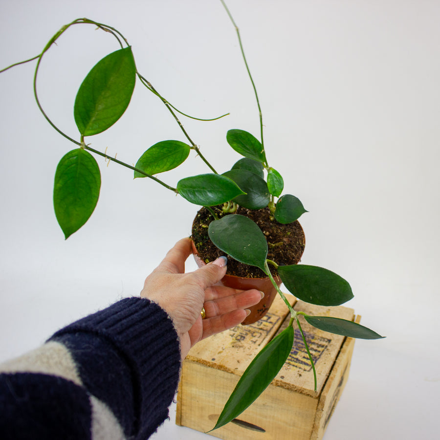 Hoya sp. 'Flores Island' UT038