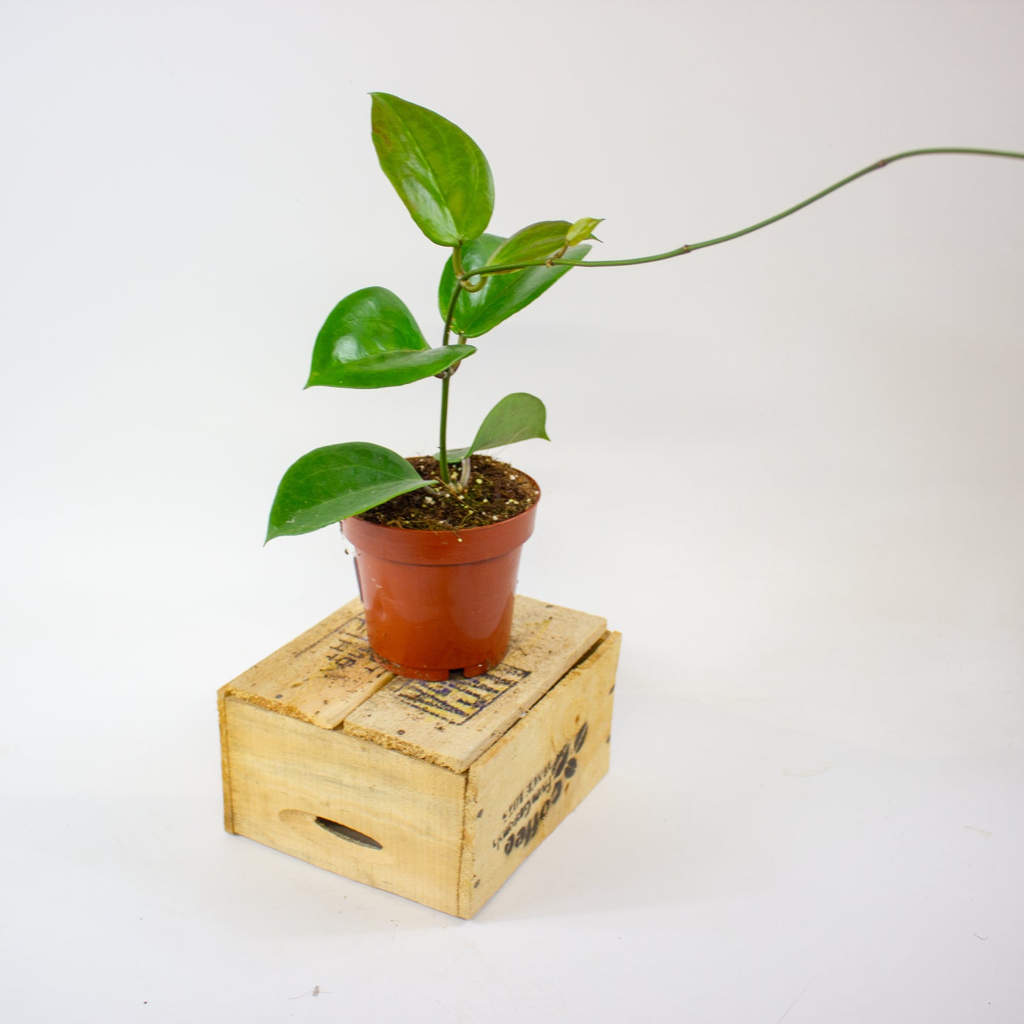 Hoya Surigaoensis EG 00897 12cm H15cm