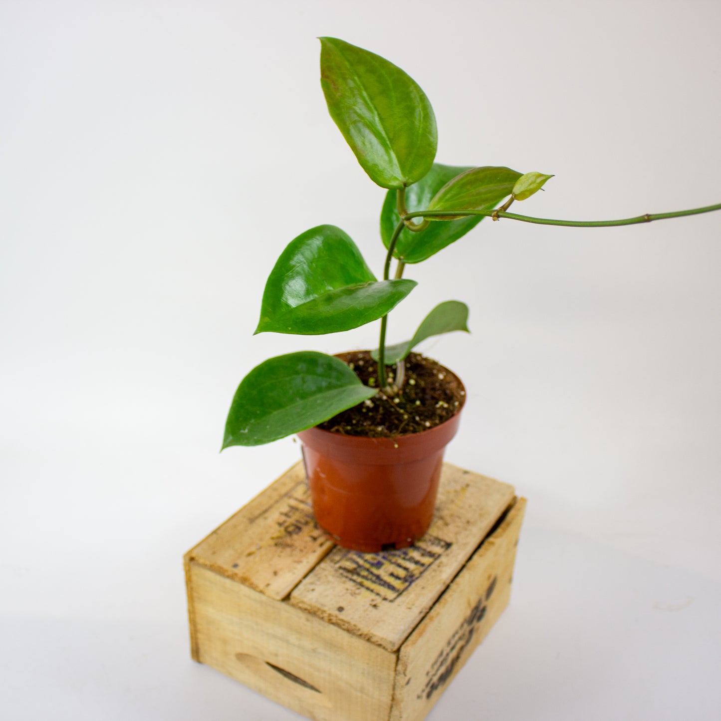 Hoya Surigaoensis EG 00897 12cm H15cm