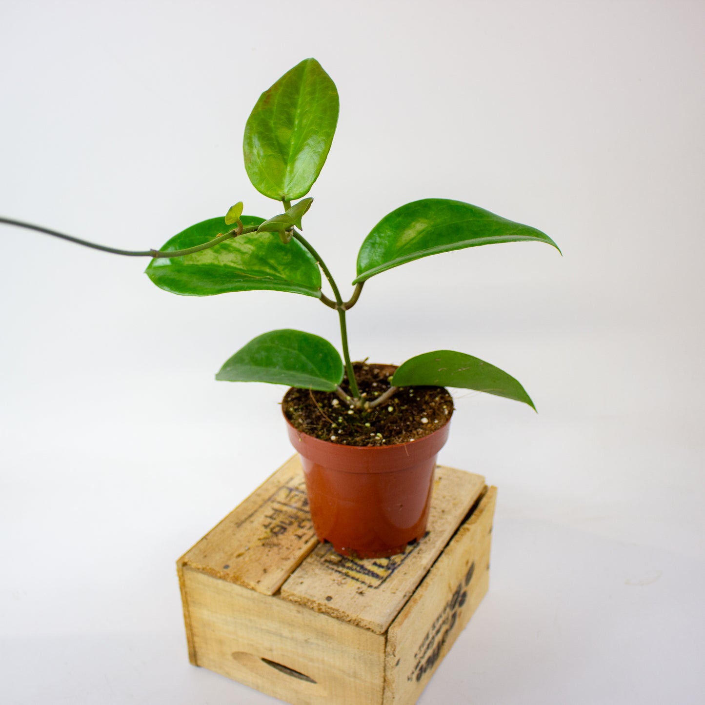 Hoya Surigaoensis EG 00897 12cm H15cm